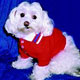 Dog Coat Dog,dog life preservers Dog,pet life preservers Dog,life preservers dogs Dog,floatation Jackets Dog,floatation jackets animals Dog,dog raincoats Dog,dog jumpsuits Dog,raincoats dogs Dog,jackets dogs Dog,coats dogs Dog,dog collars