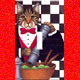 Cat Switch Plate Collectibles, Cat Clocks,Music Boxes