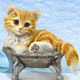 Cat Dish Collectibles,Music Box, Cat Clocks, Cat Sculptures,Cat Figurines