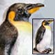 Penguin Bank Frog Banks, Banks, Clocks, Mouse Collectibles, Mice Clocks,Mouse Music Boxes