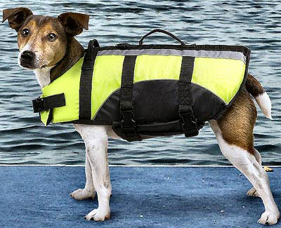 Dog Lovers,Dog Earrings,Carriers,Dog Beds Dog Tote Bags, Leads, Dog Harnesses, Dog Grooming Tools