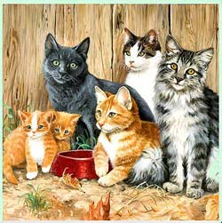 Cat Frames,Cat Collectible Frames,Music Boxes,Litter Boxes, Cat Tote Bags, Leads, Cat Harnesses, Cat Grooming Tools