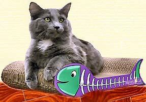 Cat Lovers,Cat Earrings,Carriers,Litter Boxes, Cat Tote Bags, Leads, Cat Harnesses, Cat Grooming Tools