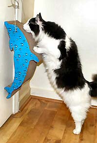 Cat Lovers,Cat Collectibles,Music Boxes,Litter Boxes, Cat Tote Bags, Leads, Cat Harnesses, Cat Grooming Tools