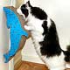 Pet Bed Collectibles,Music Box, Cat Clocks, Cat Sculptures,Cat Figurines