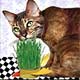 Grass Planter Collectibles,Music Box, Cat Clocks, Cat Sculptures,Cat Figurines
