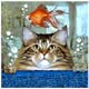 Cat Platter Collectibles,Music Box, Cat Clocks, Cat Sculptures,Cat Figurines
