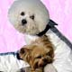 Rain Coat Dog,dog rain coat, Dog,pet life preservers Dog,life preservers dogs Dog,floatation Jackets Dog,floatation jackets animals Dog,dog raincoats Dog,dog jumpsuits Dog,raincoats dogs Dog,jackets dogs Dog,coats dogs Dog,dog collars